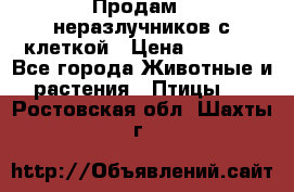 Продам 2 неразлучников с клеткой › Цена ­ 2 500 - Все города Животные и растения » Птицы   . Ростовская обл.,Шахты г.